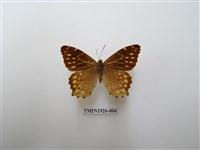 藏品(黃斑蔭眼蝶)的圖片